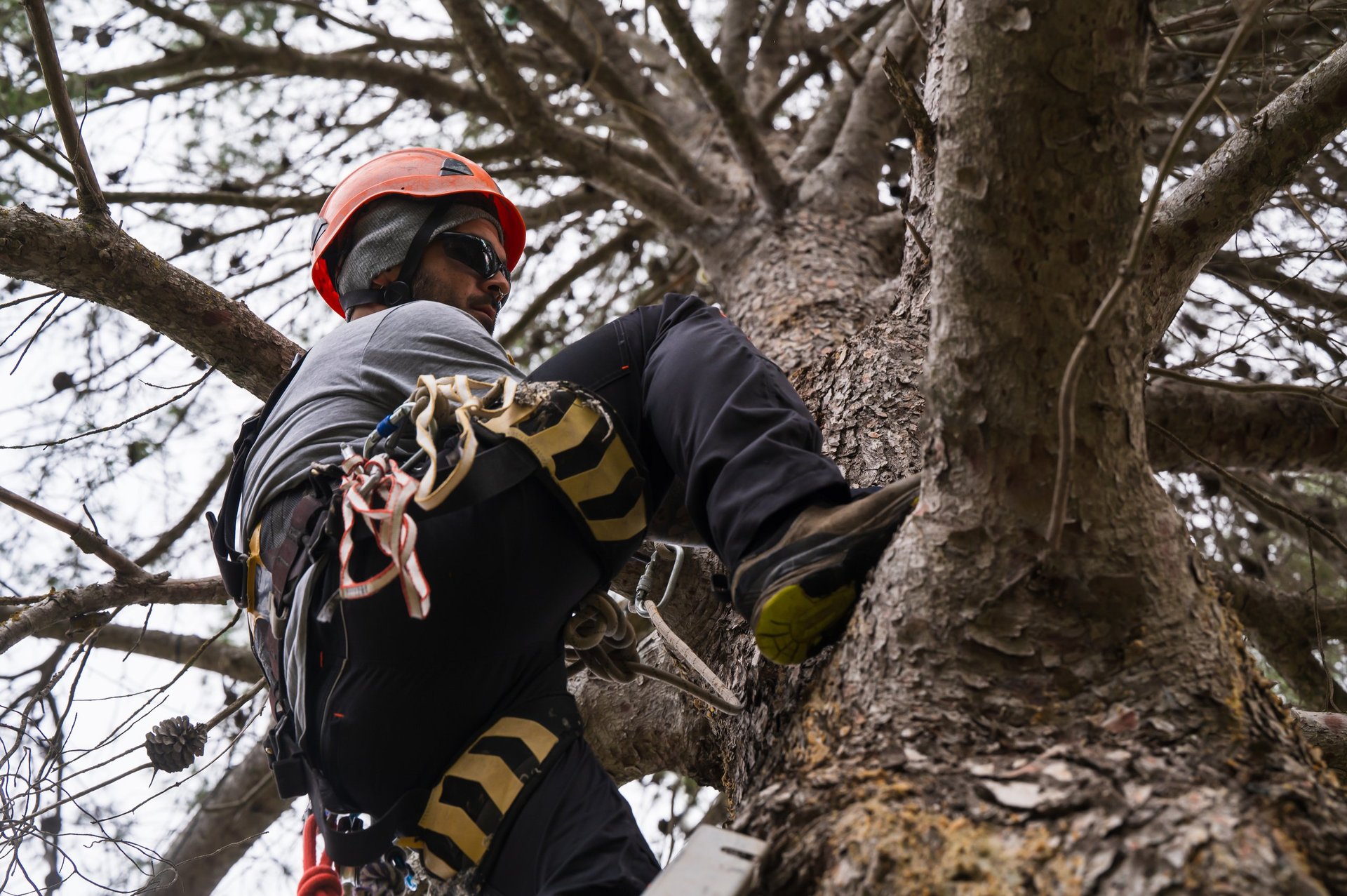 Professional tree pruning